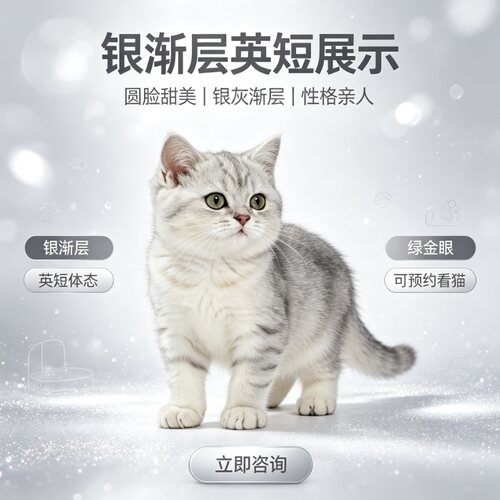 纯种英短银渐层活体宠物猫咪幼猫