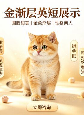 纯种金渐层英短幼猫活体12色