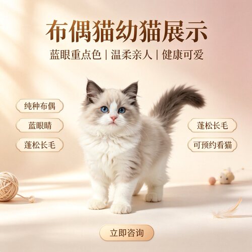 纯种布偶猫幼猫蓝眼长毛活体