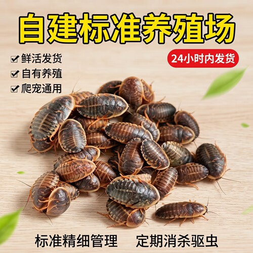杜比亚蟑螂活体饲料爬宠通用口粮