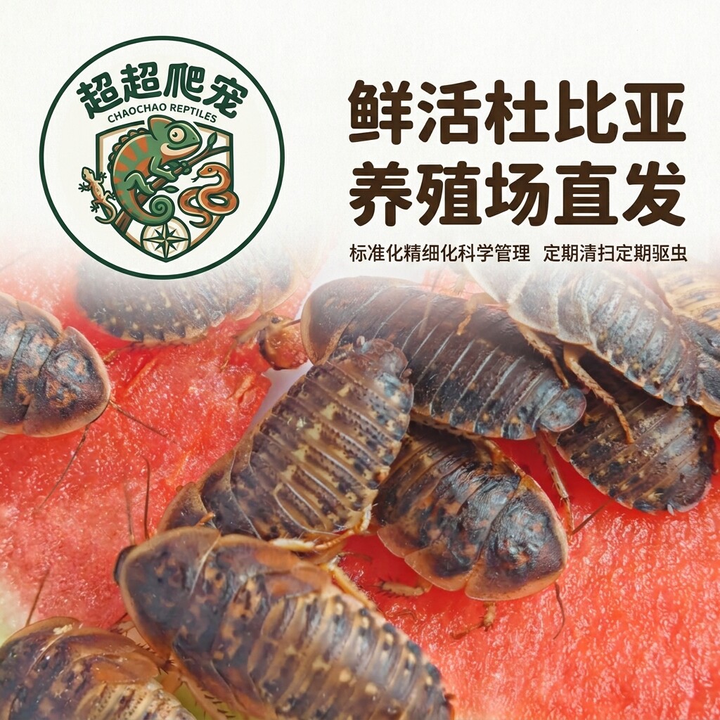 杜比亚蟑螂守宫饲料鬃狮蜥通用口粮蜘蛛蛙鸟鱼活体饲料爬宠活饲料