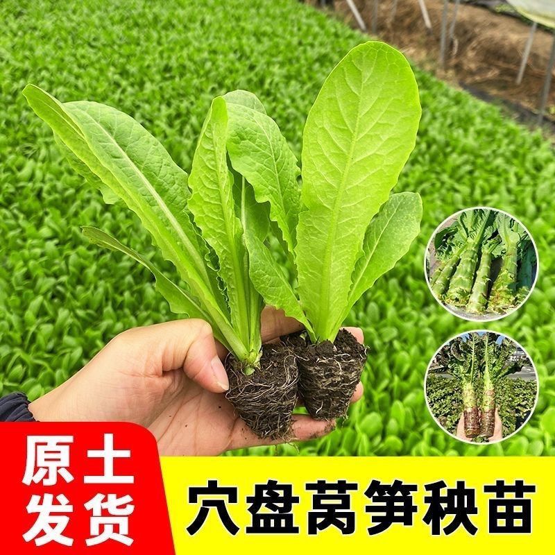 莴笋苗秧苗莴苣苗莴笋种子四季阳台盆栽莴苣种籽蔬菜种苗