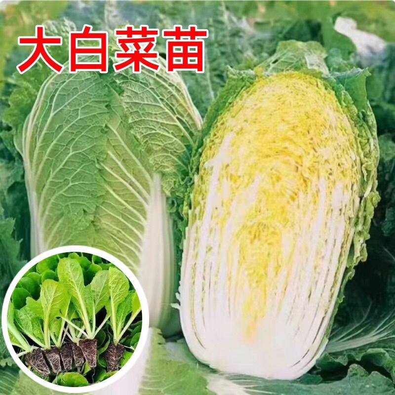 黄心大白菜苗秧苗四季高产抗病盆栽耐寒本地大白菜苗娃娃菜苗