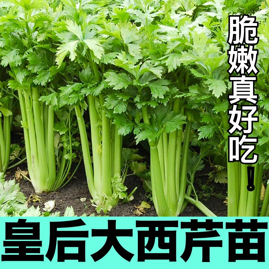 正宗大肉皇后西芹秧苗香芹芹菜新鲜实心芹菜苗穴盘苗阳台庭院种植