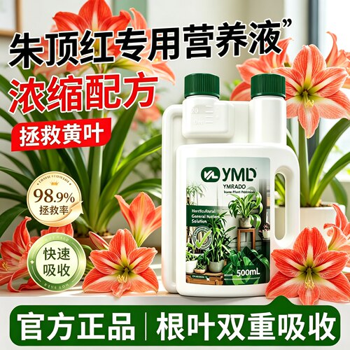 朱顶红专用营养液改善黄叶促生根