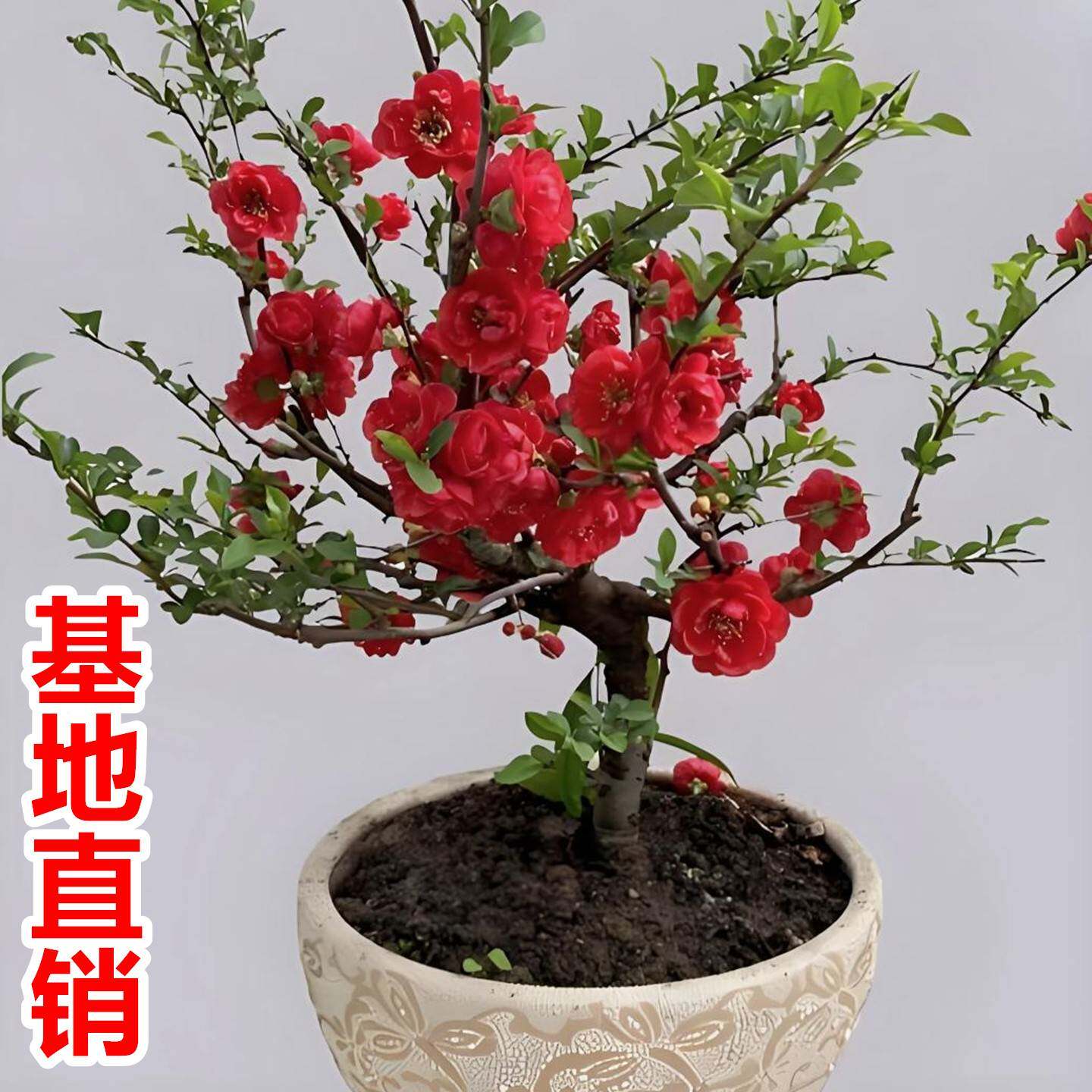 四季海棠花盆栽盆景长寿冠老桩花卉室内外阳台庭院绿植南北方好养