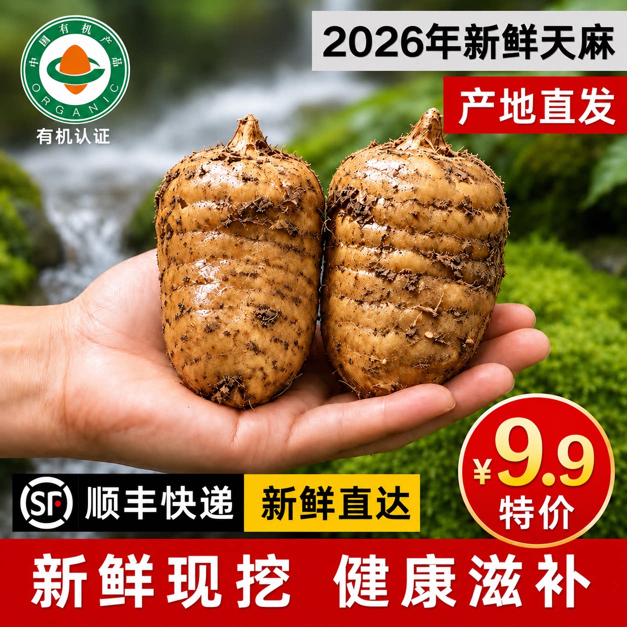 正宗贵州深山现挖新鲜天麻特级