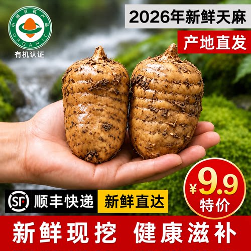 正宗贵州深山现挖新鲜天麻特级