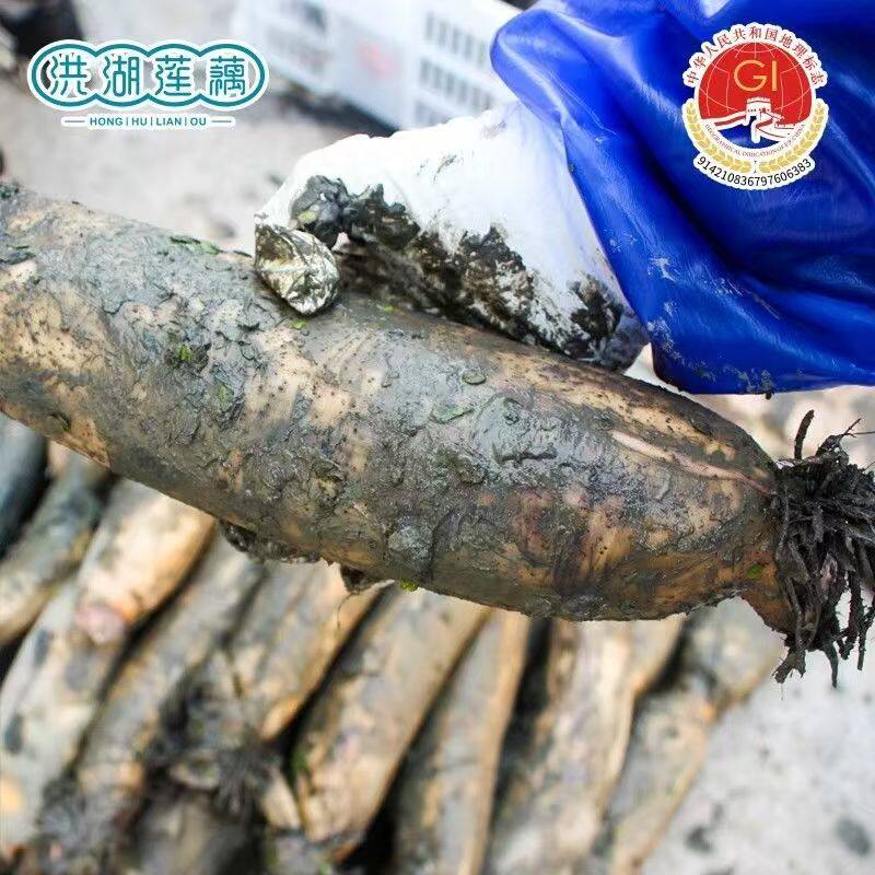 华贵洪湖粉藕600g新鲜现挖粉藕煲汤莲藕炖汤糯米藕湖北特产鲜莲藕