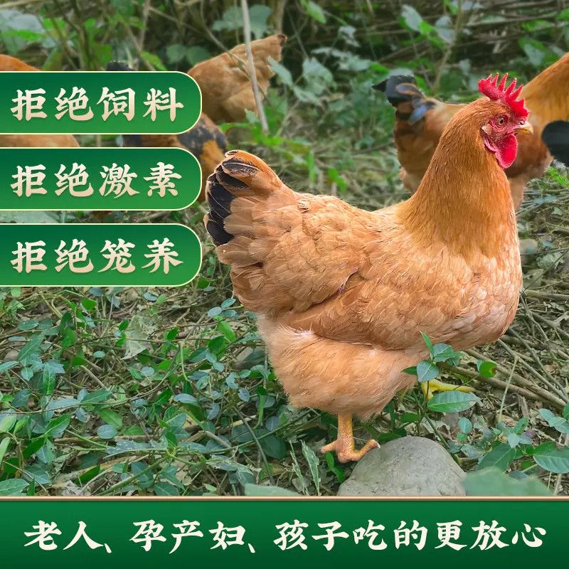 品牌散养农村山林土鸡跑地鸡