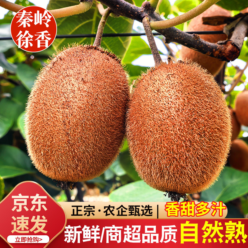 青牛果园陕西徐香猕猴桃现摘直发