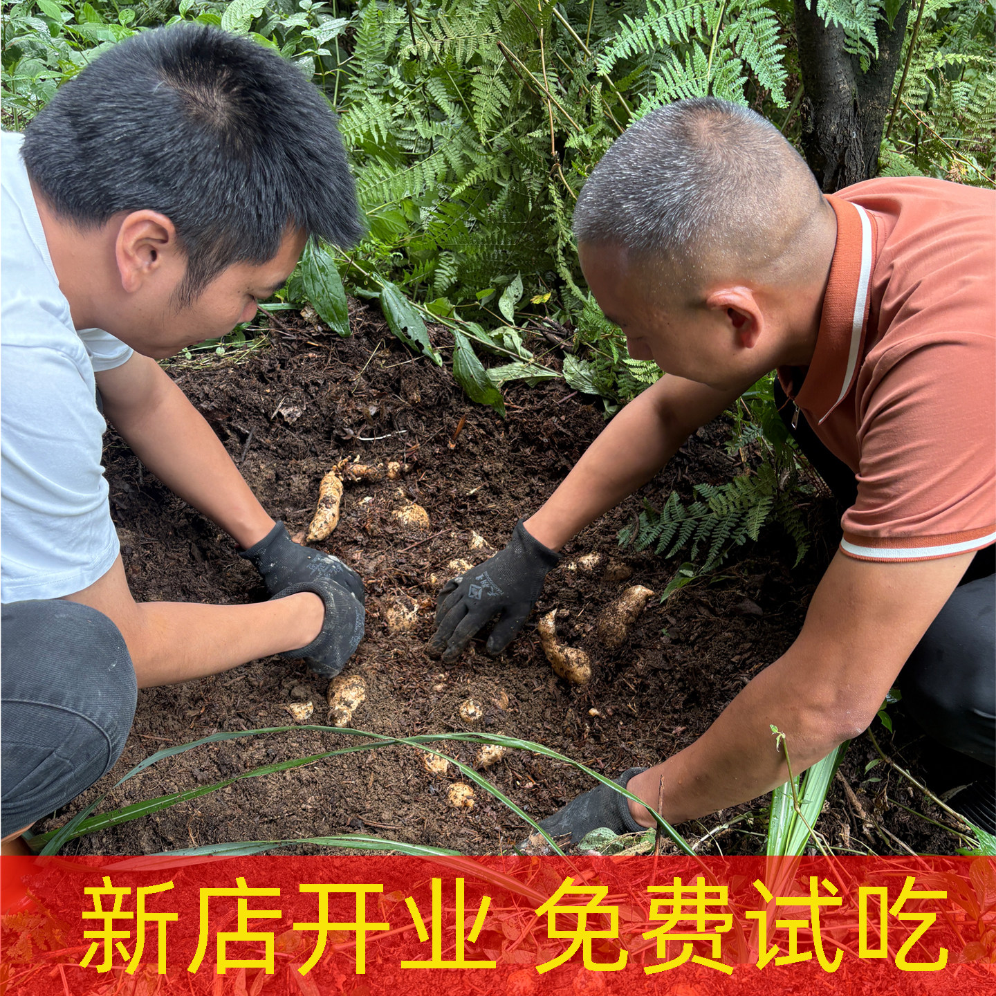 正宗贵州毕节大方林下天麻现挖