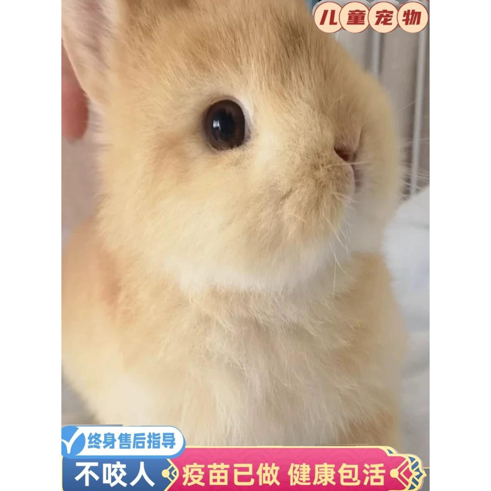 侏儒兔子活物小型长不大迷你兔儿童家养宿舍宠物兔荷兰垂耳兔活体