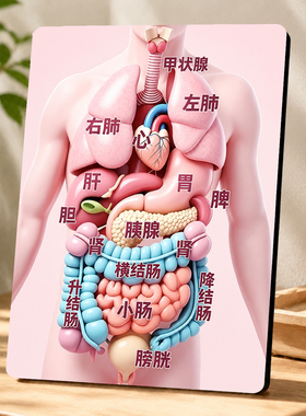 人体内脏结构图科普拓客摆件
