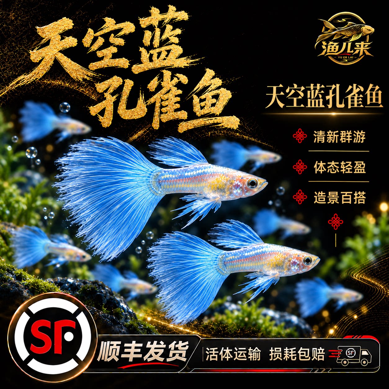 顺丰包邮天空蓝孔雀鱼活鱼热带观赏鱼精品纯种大尾巴好养耐活鱼苗图片