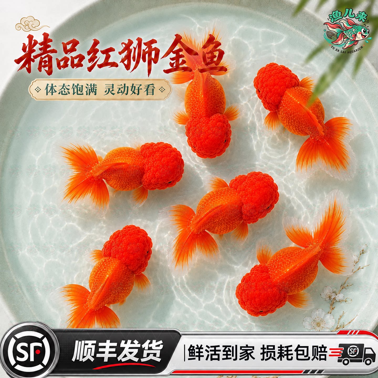 顺丰红狮金鱼活鱼观赏鱼国师狮头冷水淡水鱼锦鲤草金活体好养耐活