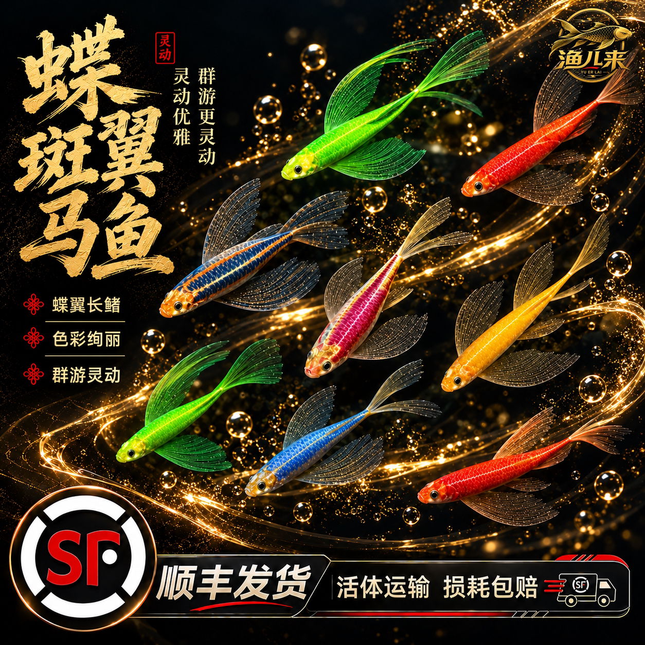 蝶翼斑马鱼长尾荧光糖果小型热带淡水观赏鱼活体鱼苗冷水彩色小鱼