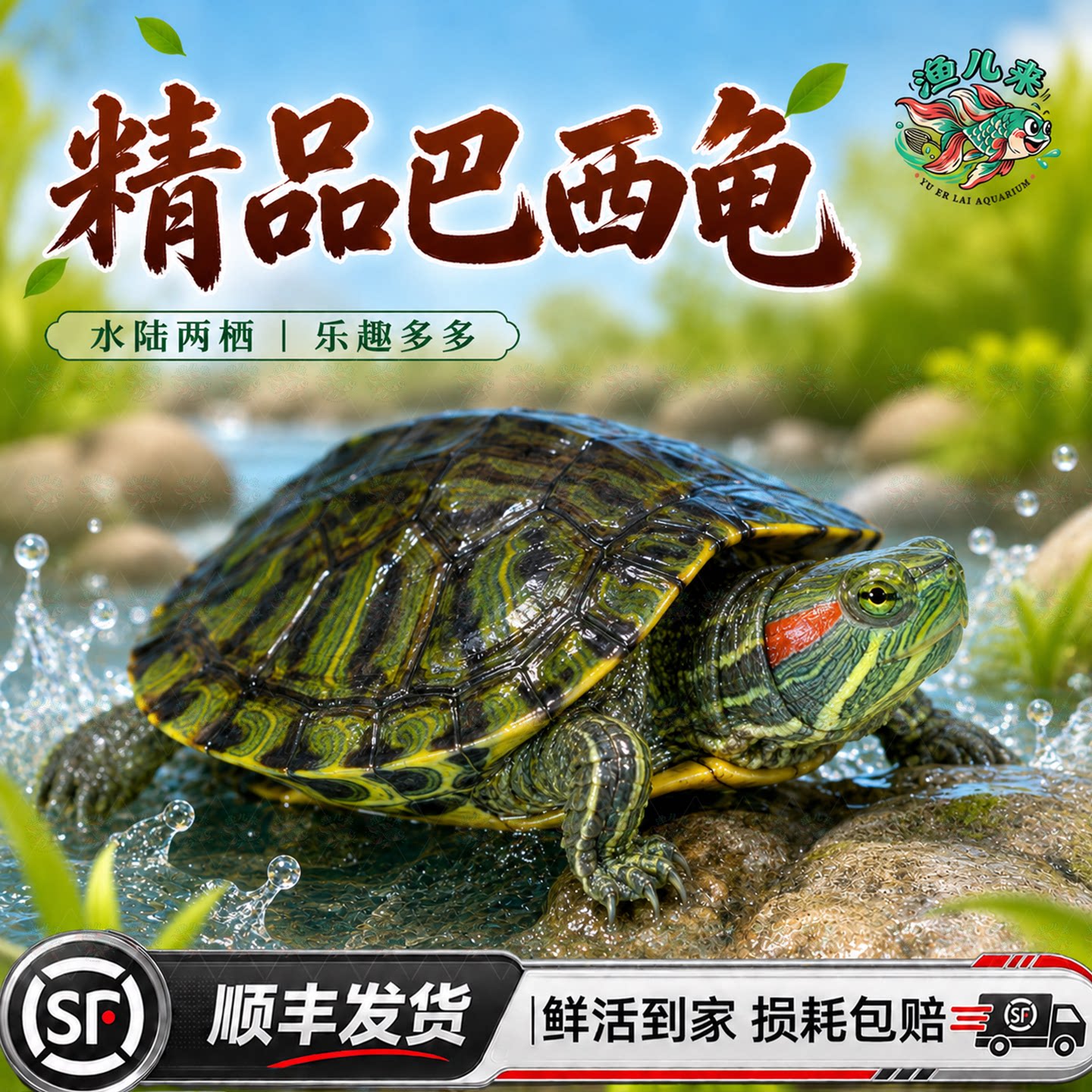顺丰大只巴西龟活体宠物龟幼体水龟好养活红耳龟外塘乌龟长寿认主
