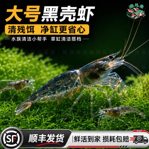 顺丰大号黑壳虾观赏虾清理残饵净缸除藻淡水活虾鱼缸清洁虾工具鱼