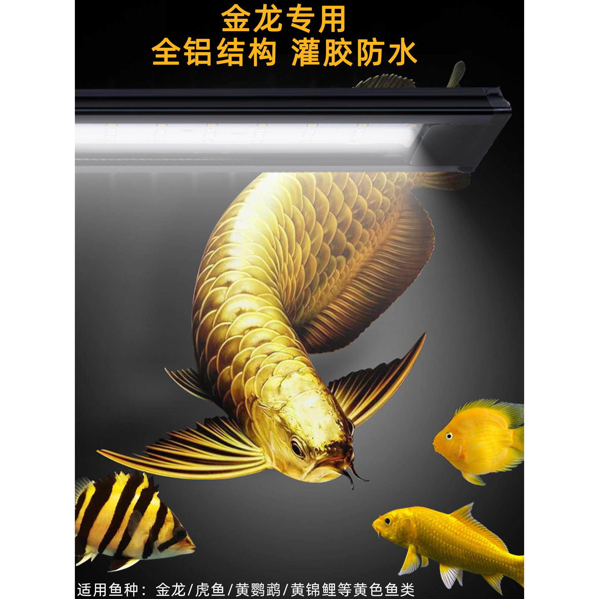 全光谱Led黄白混合光金色龙鱼虎鱼黄鹦鹉黄锦鱼两栖鱼缸灯