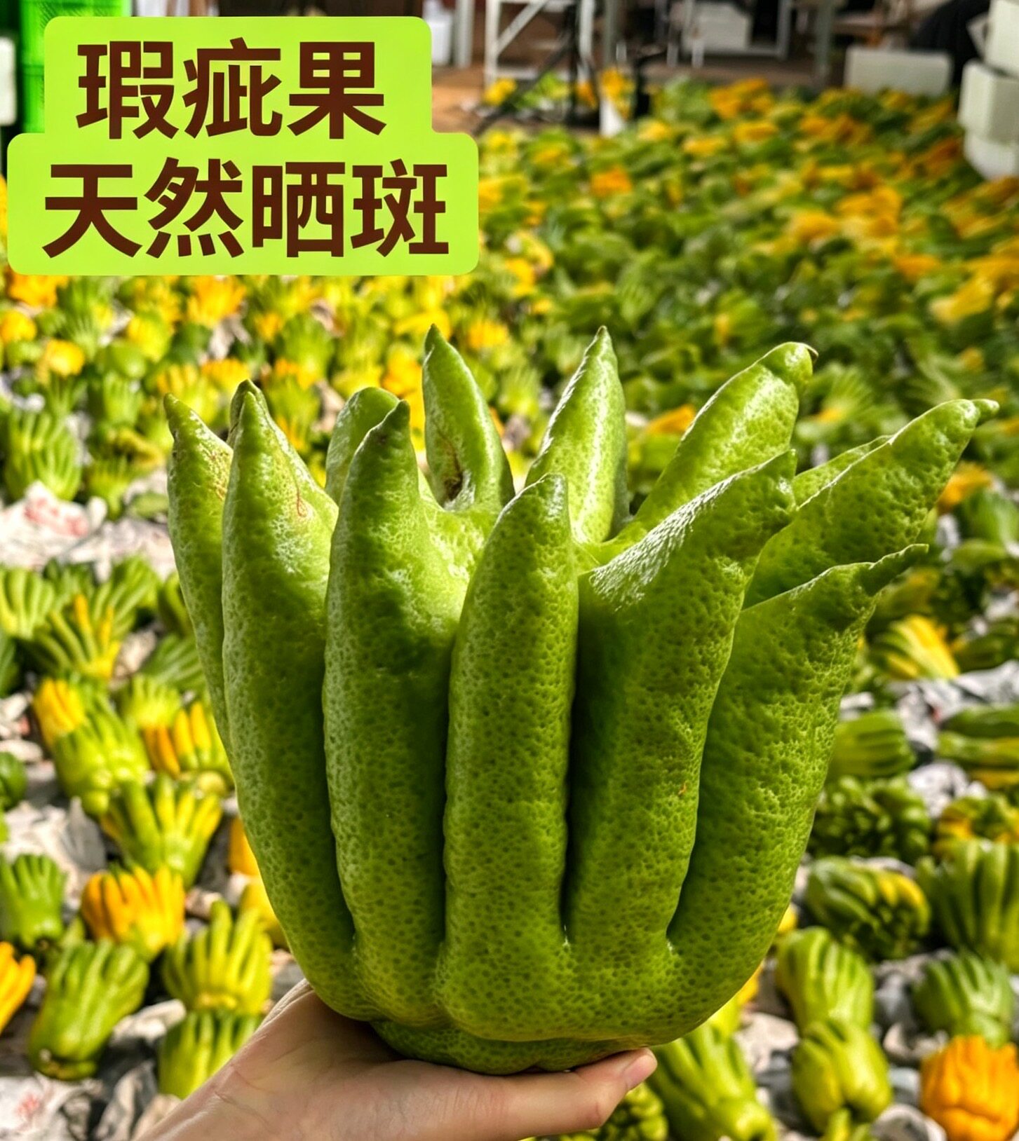 【瑕疵~巨果佛手柑】天然晒斑瑕疵闻香高端花材云南基地直发20A