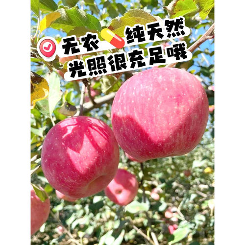 正宗山东红富士冰糖心苹果5斤