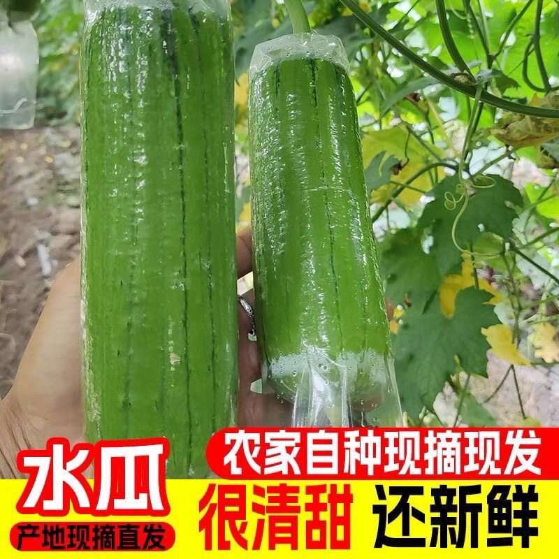 广西新鲜短棒肉丝瓜孕妇下奶时令应季蔬菜香丝瓜现摘现发