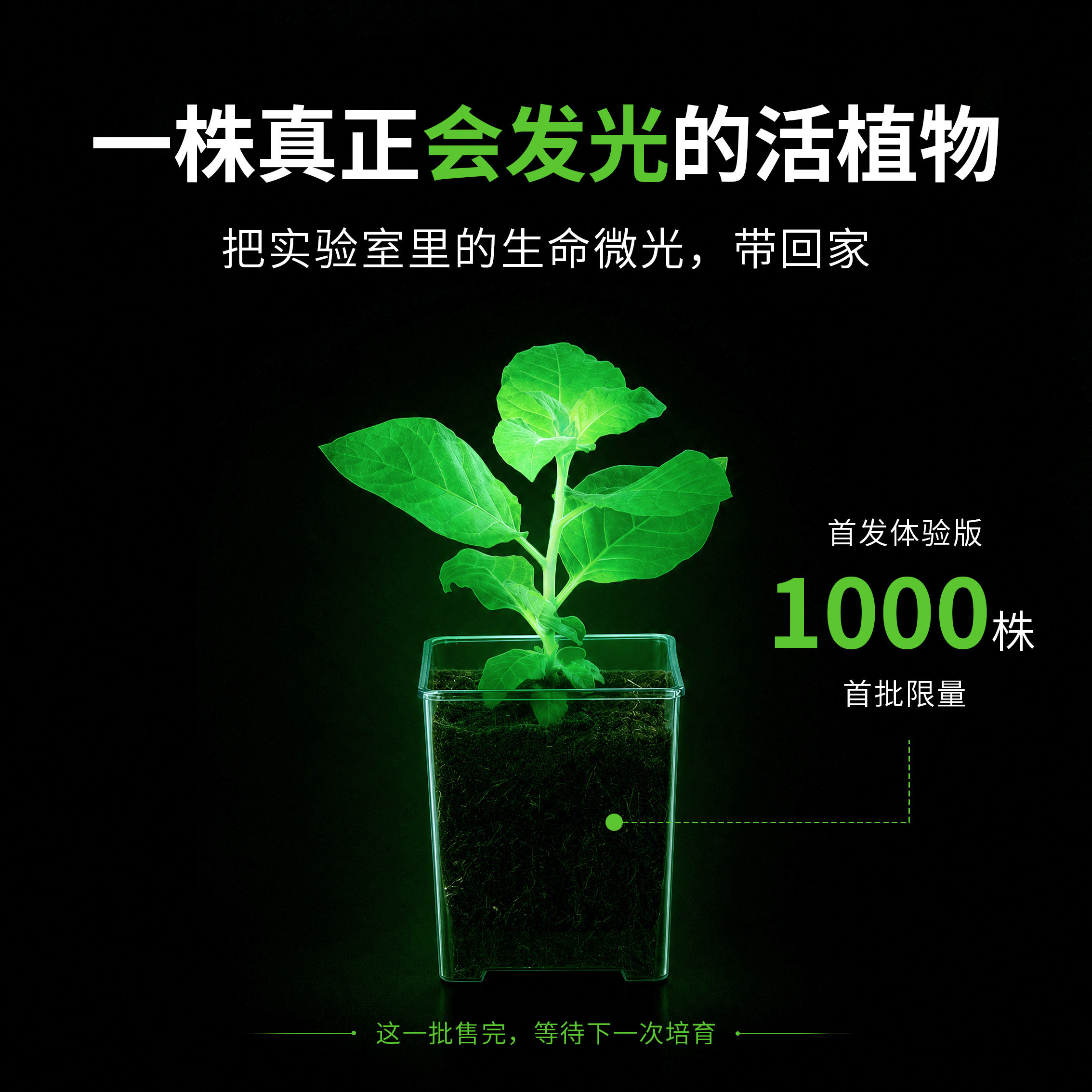 造光纪生物合成自发光植物图片