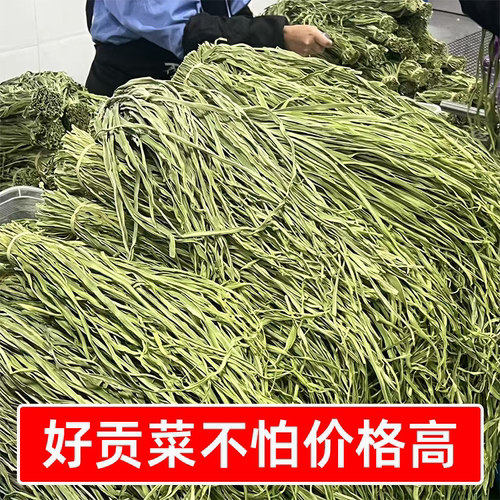 识蜀记干贡菜商用一箱8斤精选云南大理农家贡菜火锅曹氏辣卤凉菜