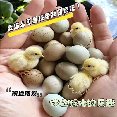 宠物鸡纯白德系礼服芦丁鸡高受精率种蛋迷你网红阳台可孵化小鸡