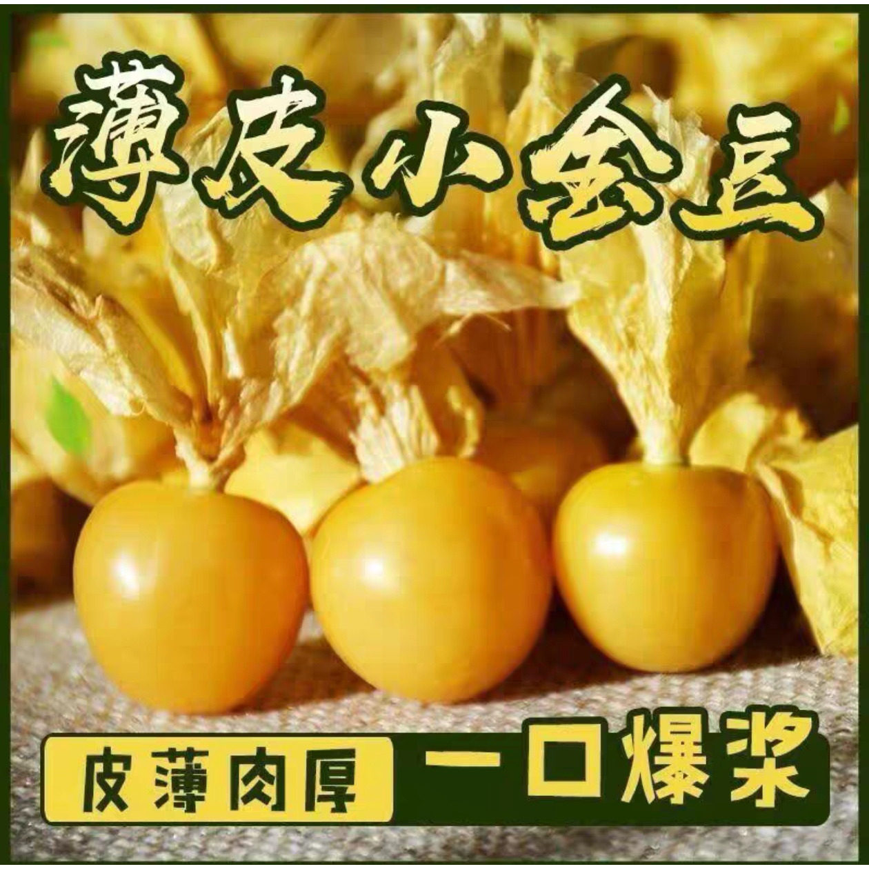 正宗东北菇娘果小金豆黄姑娘灯笼果金水果新鲜水果现摘现发爆汁