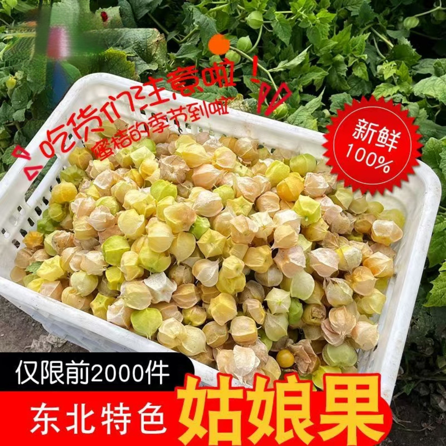 东北姑娘果现摘现发香甜爆汁整箱