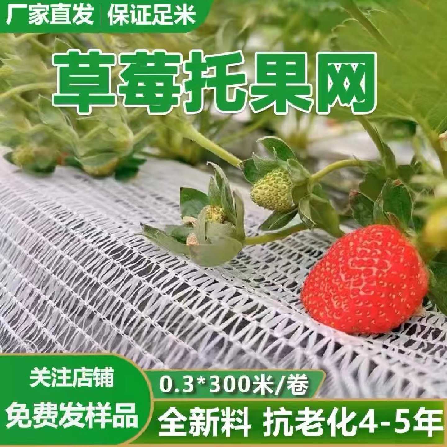 地栽草莓托果网隔离网草莓专用托果网垫网高架温室大棚草莓果托网