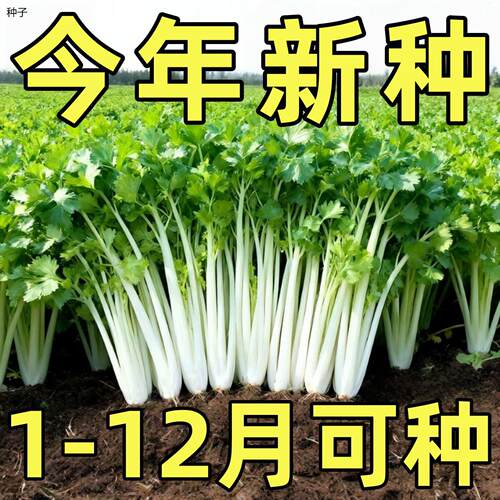 四季白芹菜种籽四川白杆