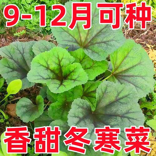 冬寒菜种籽冬苋子糯米高