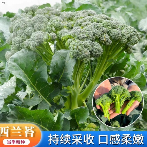 西兰苔种子花菜籽苗芥蓝