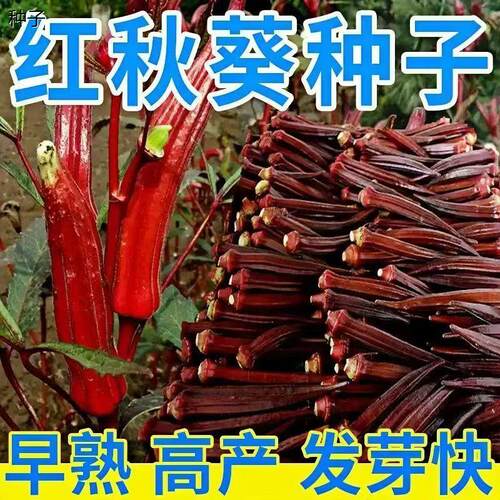 红秋葵种子种籽四季蔬菜