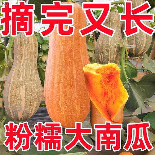 蜜本南瓜种子密秘本正品