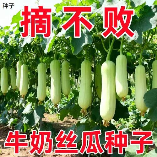 白玉丝瓜种子牛奶棒肉蔬