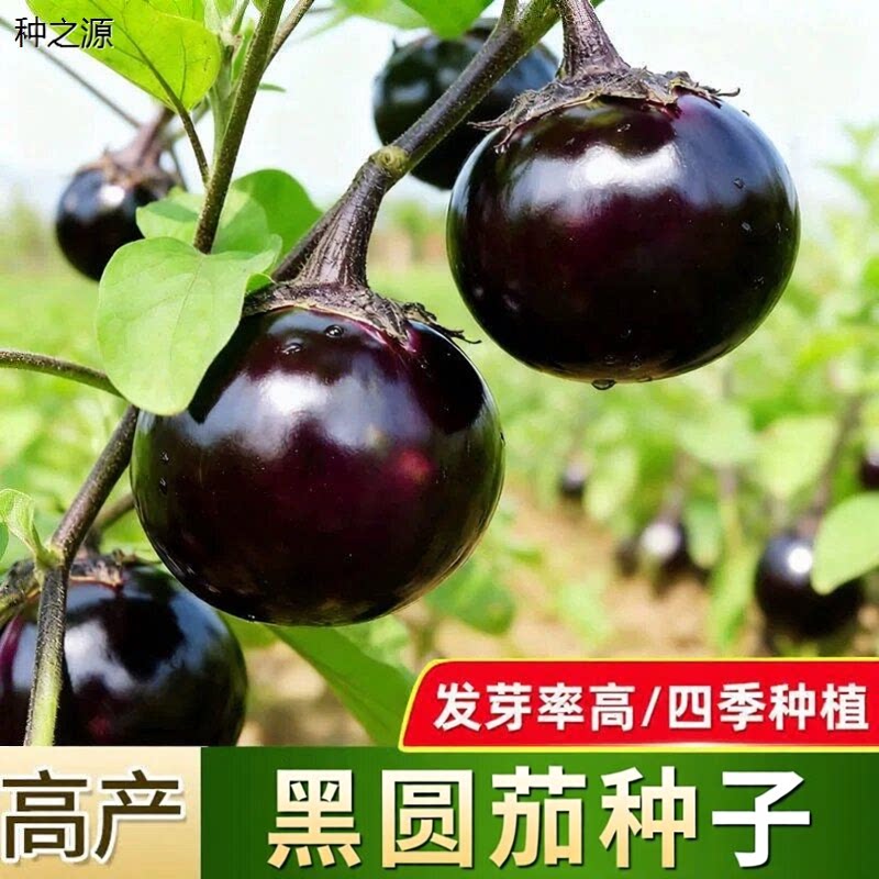 黑圆茄种子特大特黑耐盐碱耐高温茄子种籽圆茄高2元好物包邮0.01