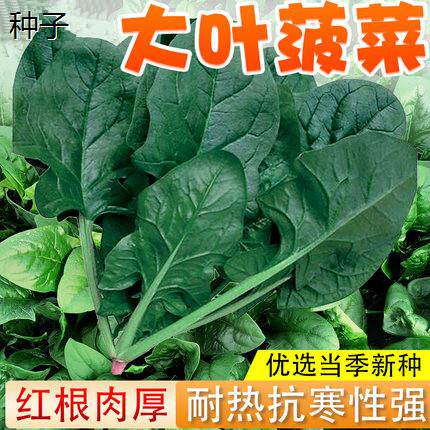 大叶菠菜种子原装春秋冬