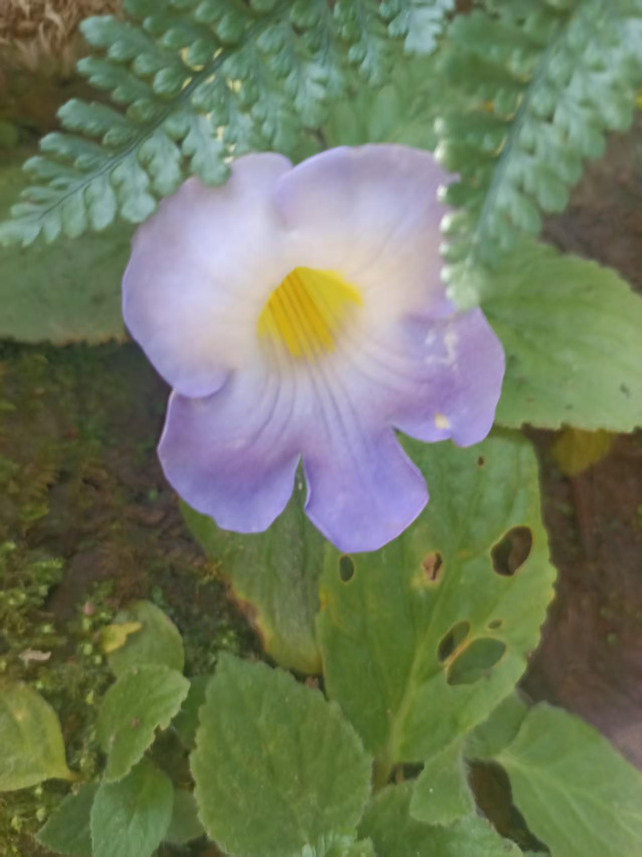 漂亮的紫色老鸭嘴吊钟花，花朵紫桌面绿植
