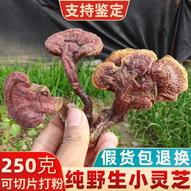 神农架野生灵芝红灵芝整枝赤灵芝泡酒药材可切片磨粉非灵芝孢子粉