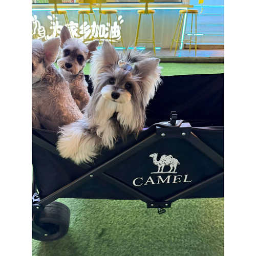 雪纳瑞可爱萌系宠物小狗狗