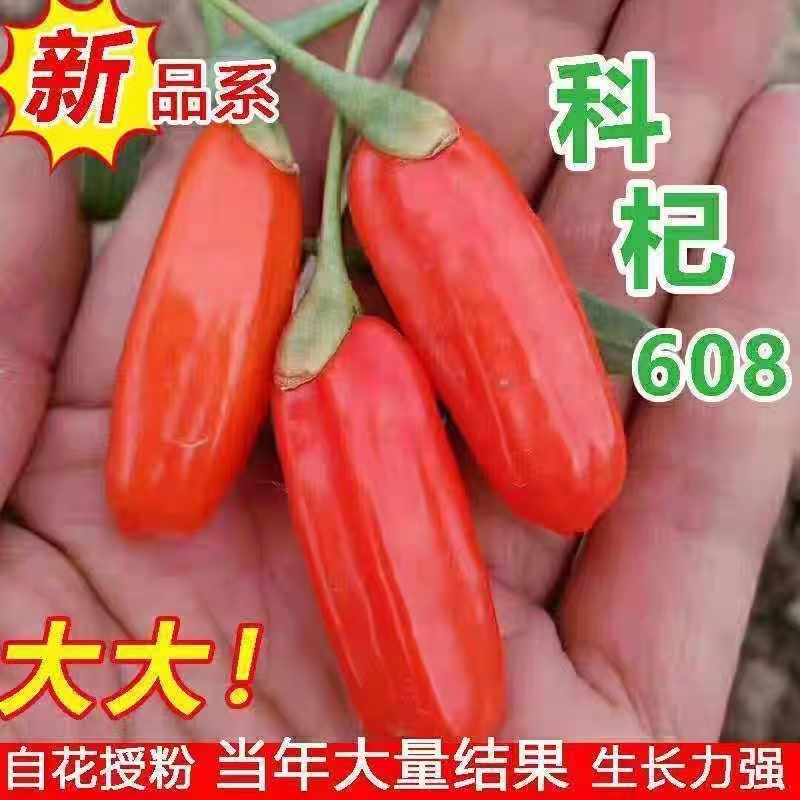 新疆红枸杞苗南北方种植宁图片