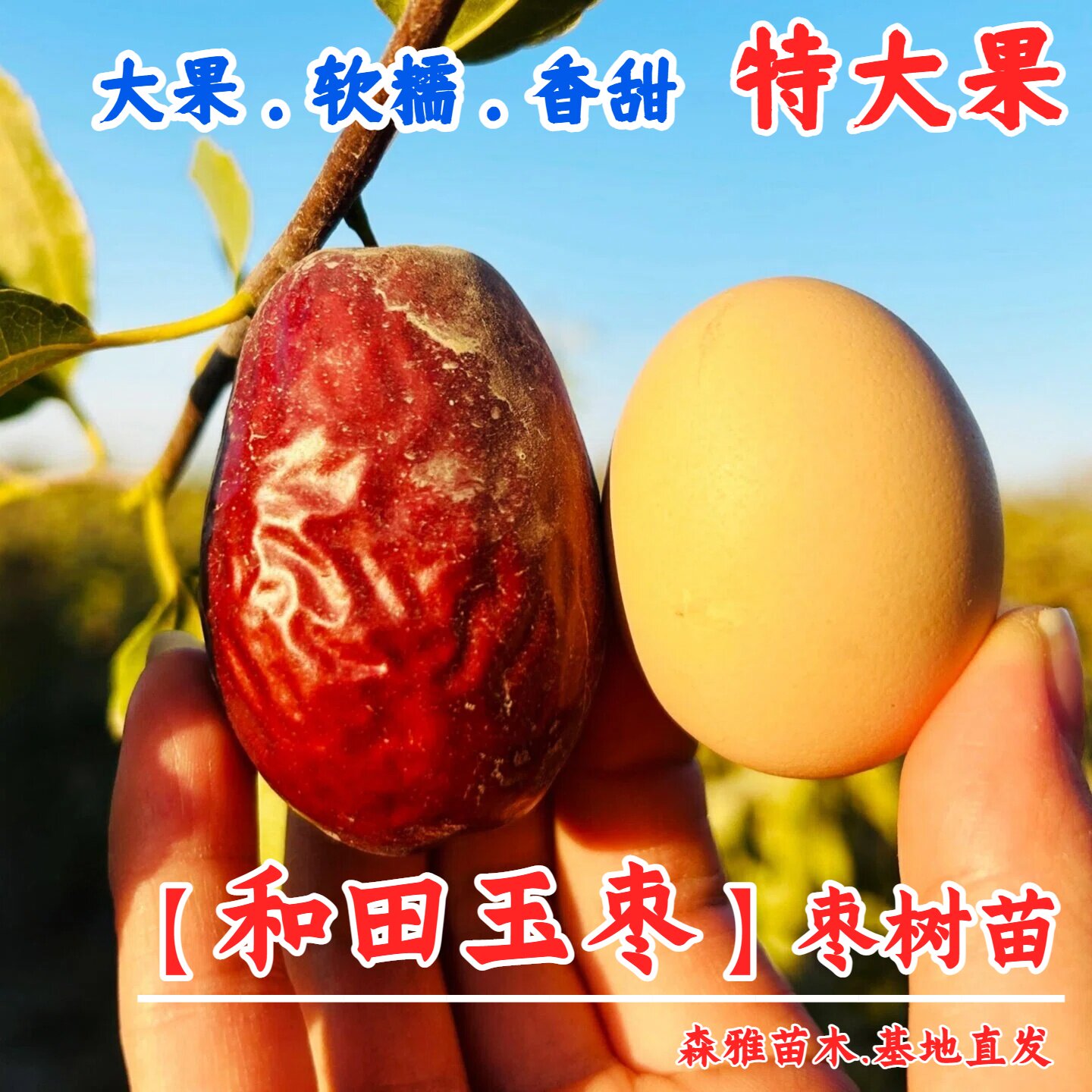 枣树活苗嫁接和田玉枣树苗特大新疆大红枣苗树庭院盆栽地栽果树苗