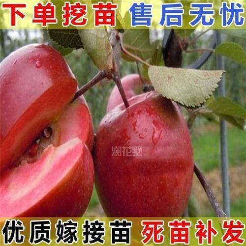 苹果无酸味好吃红皮歌业特