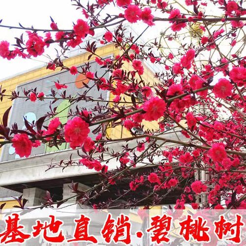 紫叶桃红碧花树苗庭院观赏