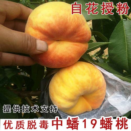 嫁接中蟠19号桃树苗7月成