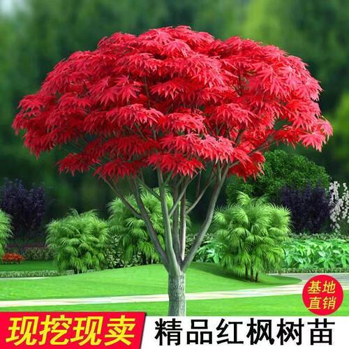 日本红枫树苗舞姬四季中国